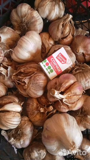 Продаю чеснок