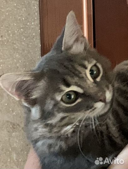 Отдам котика в добрые руки