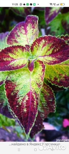 Аватар колеус