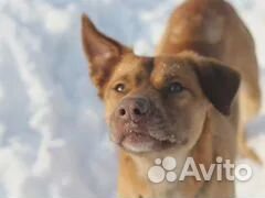 Собака в частный дом