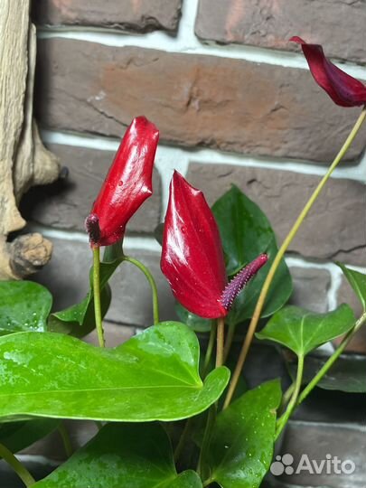 Антуриум бандерола лава