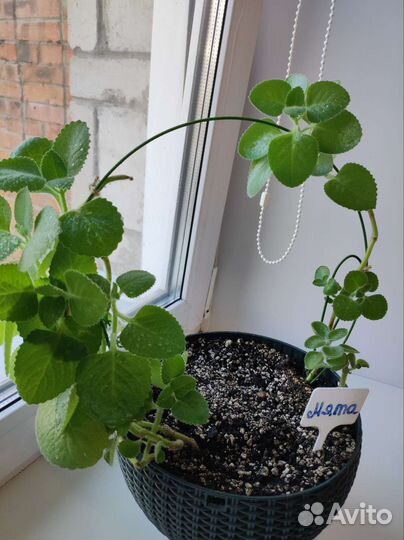 Продам комнатную мяту