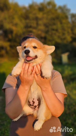 Щенок корги