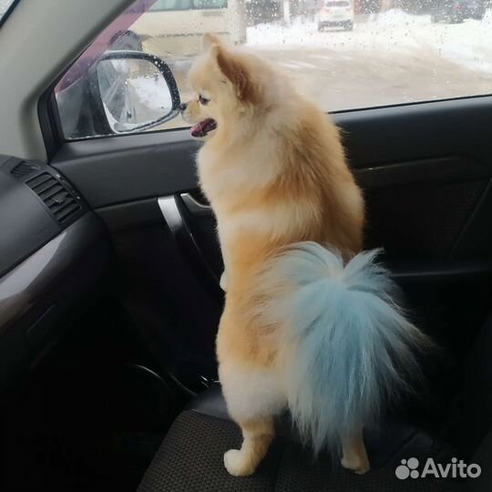 Немецкий шпиц вязка