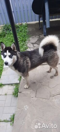 Сибирский хаски 10 мес