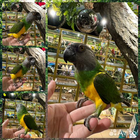 Сенегальский длиннокрылый попугай