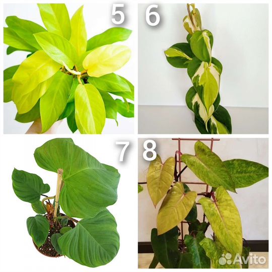 Сциндапсус, эпипремнум, филодендрон, монстера