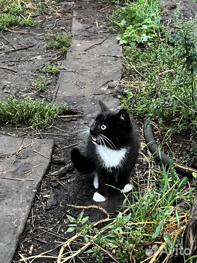 Самые красивые котята в мире