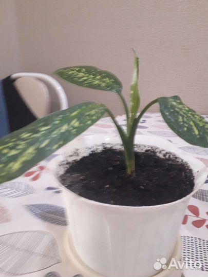 Диффенбахия