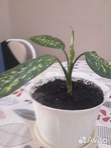 Диффенбахия