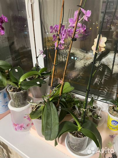Орхидеи и фиалки