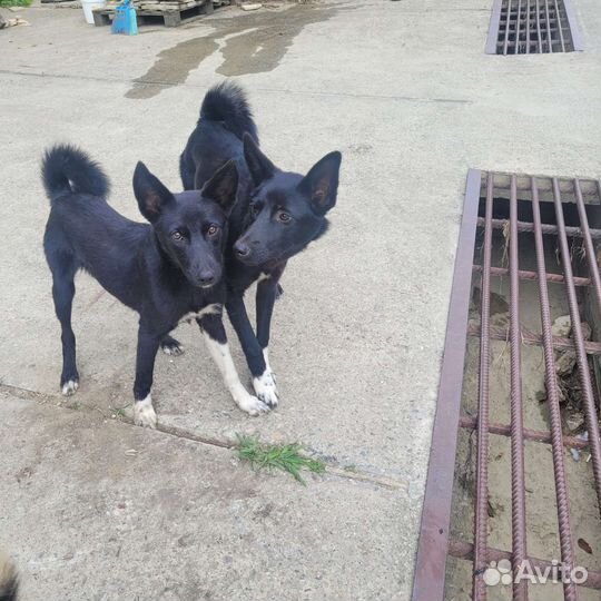 Собака в добрые руки