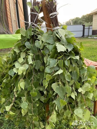 Березовые веники