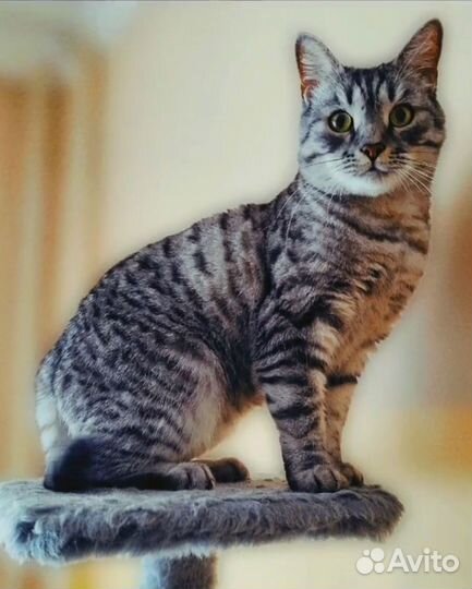 Кот в добрые руки