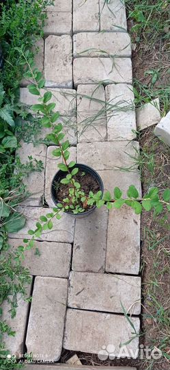 Спирея Вангутта