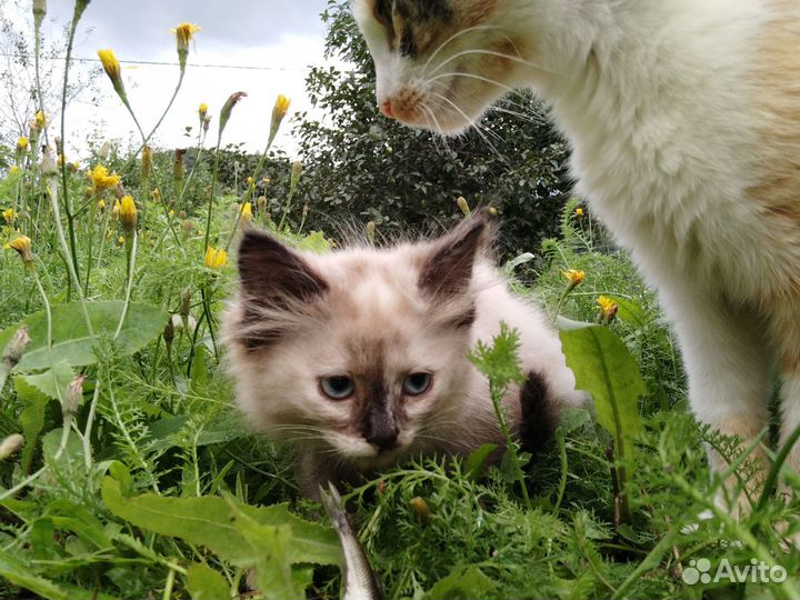 Котята в добрые руки