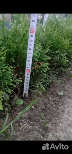 Черенки туи западной смарагд