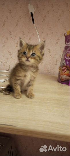 Кошка в дар бесплатно