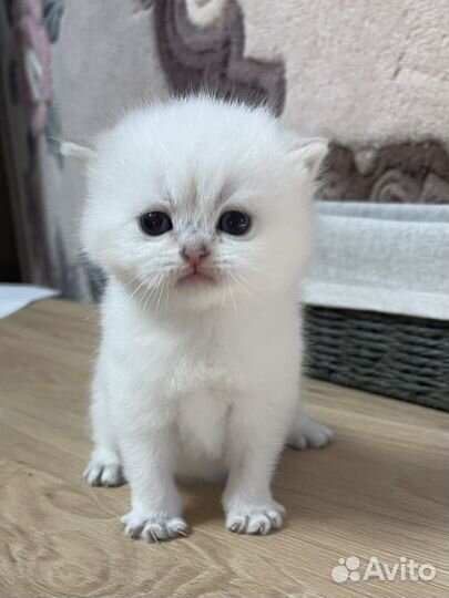 Британские котята