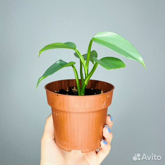 Филодендрон Хастатум Сильвер Квин Грей Даст