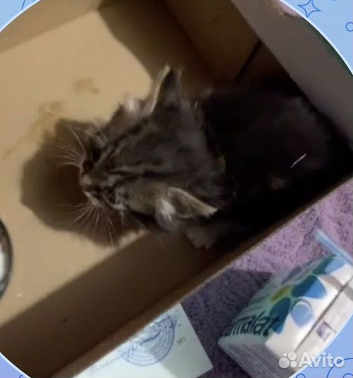 Котенок 2 месяца мальчик