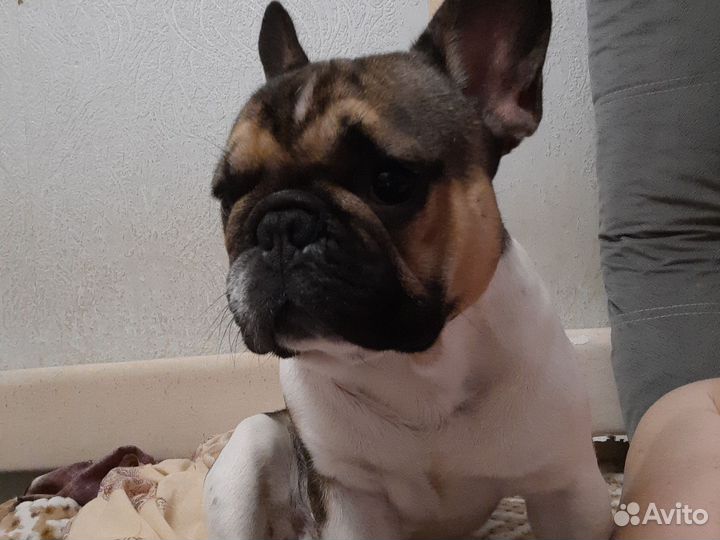 Французский бульдог вязка