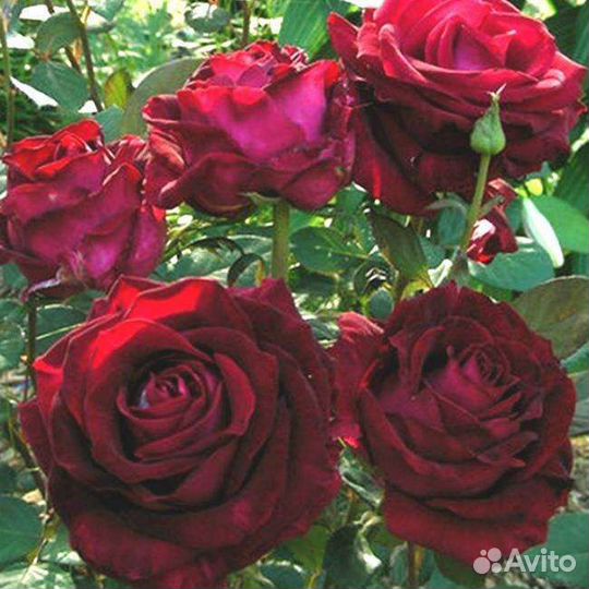 Саженцы роз