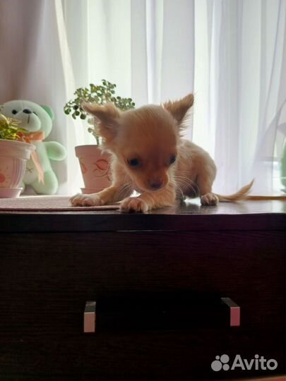 Продаю Чихуа девочку