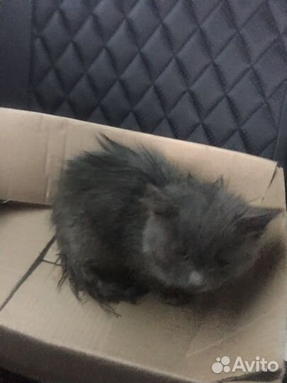 Котенок в добрые руки