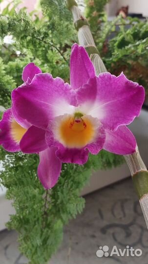 Детка дендробиума