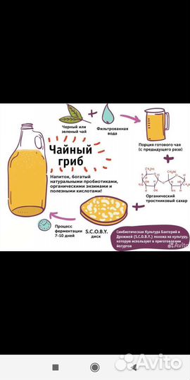 Комбуча (чайный гриб)