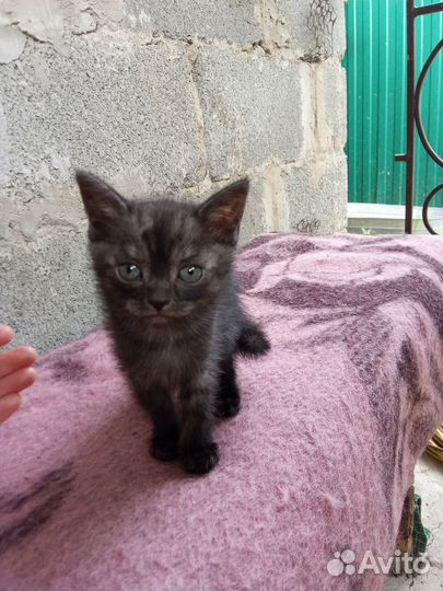 Отдам котят бесплатно