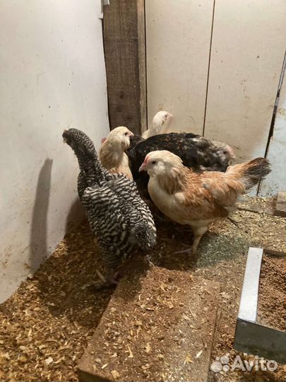 Куры петухи