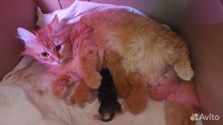 Отдам котят в добрые руки