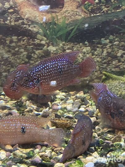 Хромис красавец