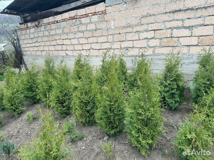 Туи колумна, смаракт
