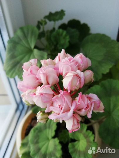 Пеларгония герань тюльпановидная сортовая