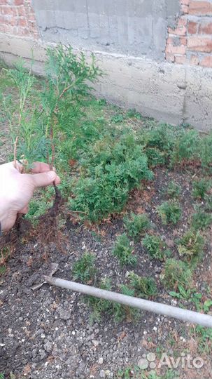 Саженцы самшиты