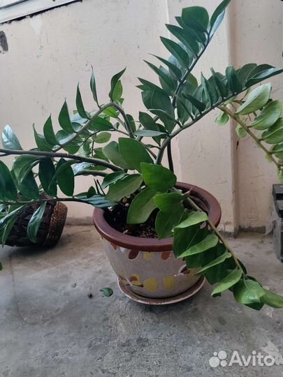 Замиокулькас