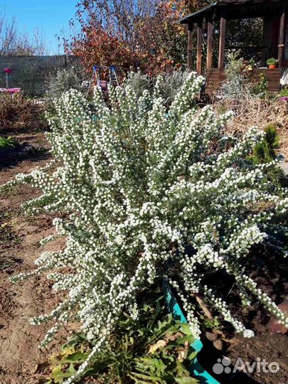 Вересковая астра