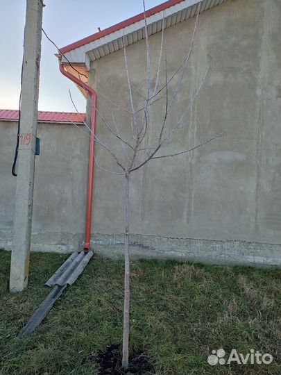 Дерево клен Розовый Фламинго