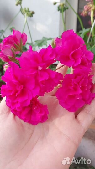 Продам цветы комнатные