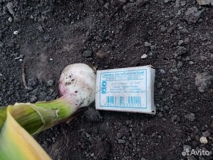 Чеснок семенной Любаша