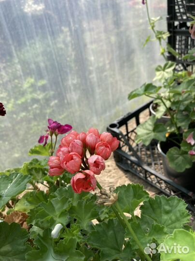 Пеларгония герань