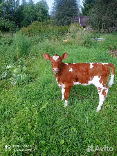 Телка 1 месяц