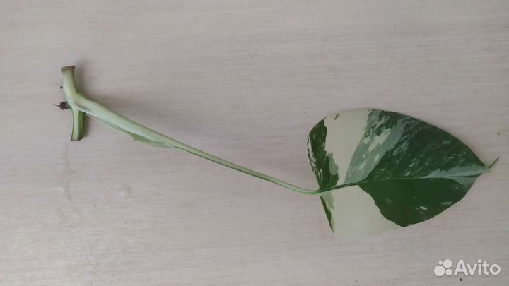 Монстера Альба