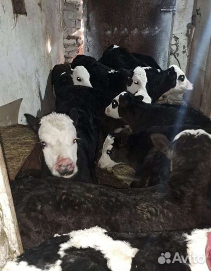 Телята бычки