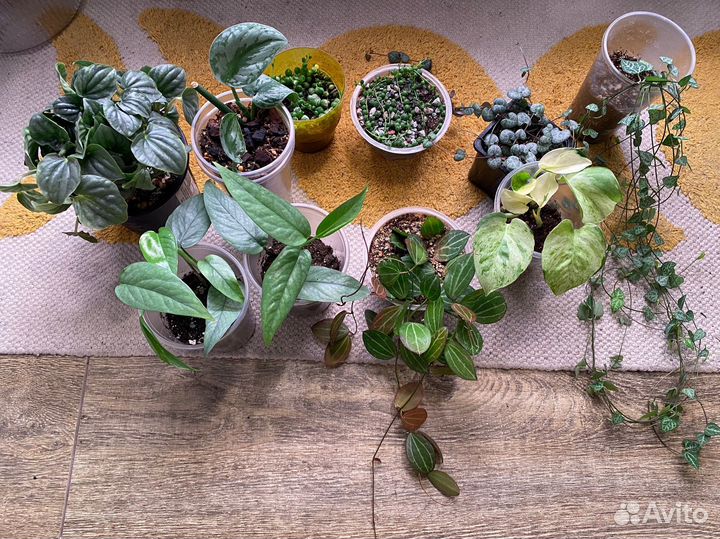 Комнатные цветы