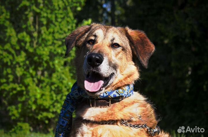 Шикарный Лео