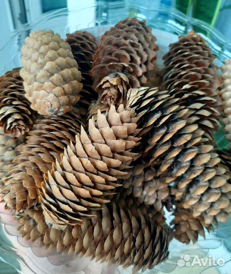 Шишки еловые красивые